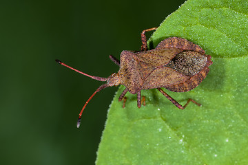 Image showing dock leaf bug, coreus marginatus