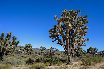 Image showing joshua tree, mojave desert, california