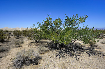 Image showing creosote bush, mojave desert, california