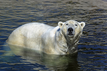 Image showing polar bear, ursus maritimus