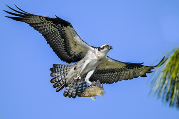 Image showing osprey, pandion haliaetus