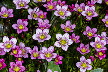 Image showing saxifraga arendsii