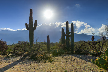 Image showing saguaros at saguaro national park, az