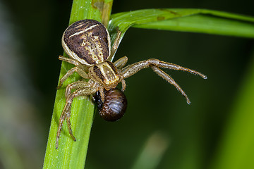 Image showing xysticus cristatus