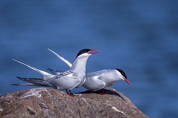 Image showing arctic tern, sterna paradisaea