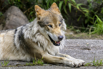 Image showing wolf, canis lupus