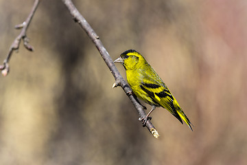 Image showing eurasian siskin, carduelis spinus