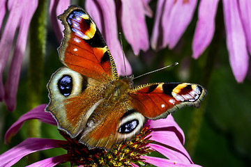 Image showing peacock, inachis io