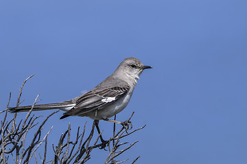 Image showing northern mockingbird, mimus polyglottos