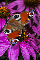 Image showing peacock, inachis io