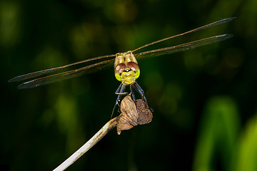 Image showing sympetrum vulgatum, vagrant darter