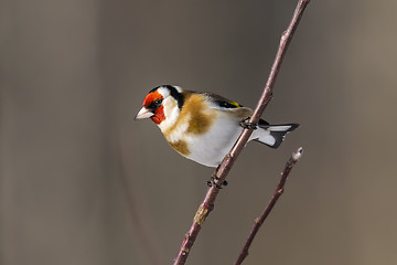 Image showing goldfinch, carduelis carduelis