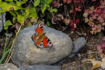 Image showing peacock, inachis io