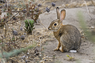 Image showing desert cottontail rabbit, sylvilagus audubonii, california