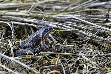 Image showing rana temporaria, common frog