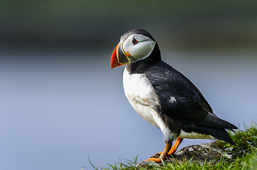 Image showing atlantic puffin, fratercula arctica