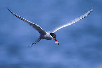 Image showing arctic tern, sterna paradisaea