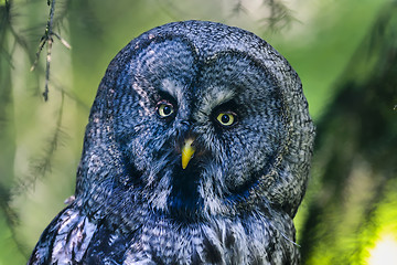 Image showing great grey owl, strix nebulosa