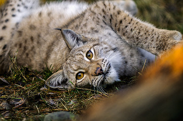 Image showing bobcat, lynx lynx