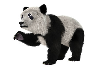 Image showing Panda Bear Cub