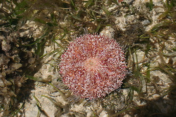 Image showing Alive red unchin on lagoone