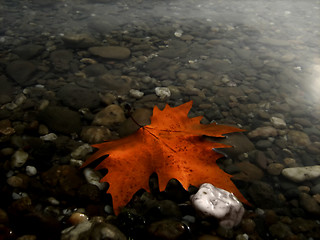 Image showing Floating leaf stranded on pebble