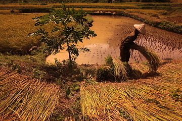 Image showing ASIA SOUTHEASTASIA LAOS VANG VIENG LUANG PRABANG