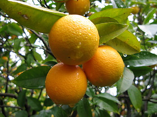 Image showing Oranges in rain