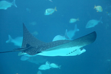 Image showing Stingray