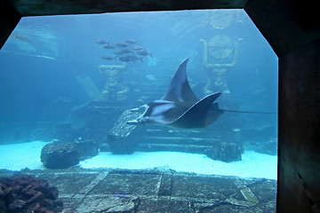 Image showing Manta Ray