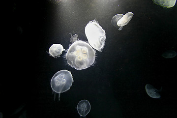 Image showing Jellyfish