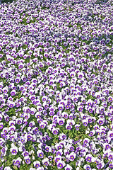 Image showing Pansies