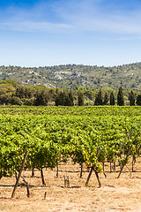 Image showing Provence vineyard