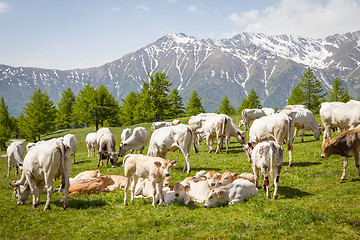 Image showing Free calf on Italian Alps