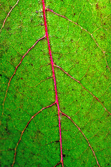 Image showing Leaf