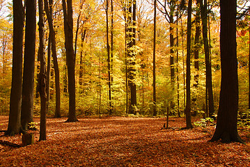 Image showing Fall forest landscape