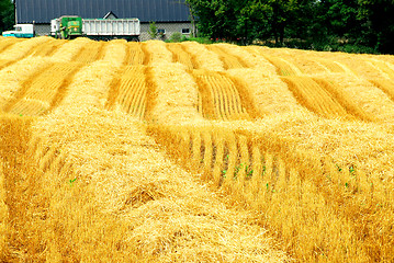 Image showing Harvest farm field