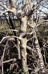 Image showing Bird cherry with nest of Bird cherry Ermine. Yponomeuta evonymella.