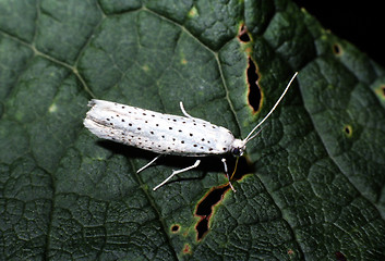 Image showing Bird cherry Ermine, Imago. Yponomeuta evonymella.