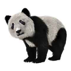 Image showing Panda Bear Cub