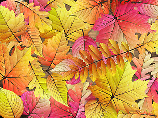 Image showing Autumn leaves over wooden background. EPS 10