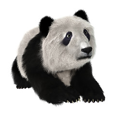 Image showing Panda Bear Cub