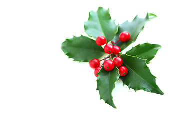 Image showing Christmas Holly