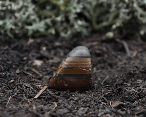 Image showing Tiger iron on forest floor