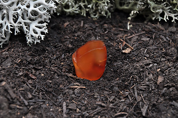 Image showing Carnelian on forest floor