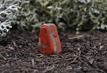 Image showing Jasper on forest floor