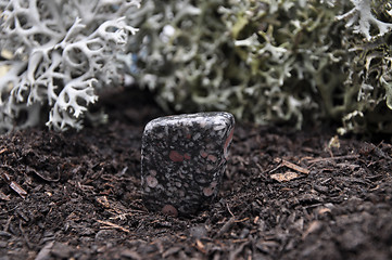 Image showing Jasper on forest floor