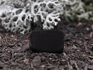Image showing Onyx  on forest floor