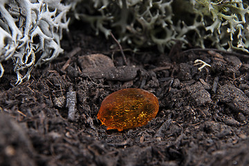 Image showing Amber on forest floor