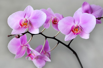 Image showing beautiful branch of a blossoming pink orchid 